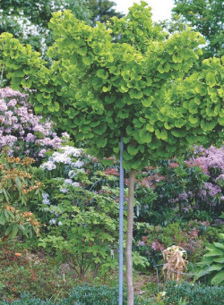 GINKGO biloba MARIKEN