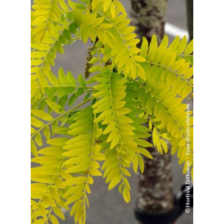 GLEDITSIA triacanthos SUNBURST GLEDITSIA triacanthos SUNBURST
