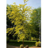 GLEDITSIA triacanthos SUNBURST
