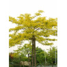 GLEDITSIA triacanthos SUNBURST