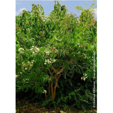 HEPTACODIUM miconioides TIANSHAN