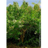 HEPTACODIUM miconioides TIANSHAN