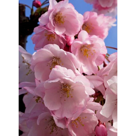 PRUNUS ACCOLADE PRUNUS ACCOLADE