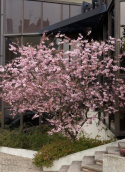 PRUNUS ACCOLADE