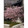 PRUNUS ACCOLADE