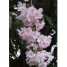 PRUNUS ACCOLADE