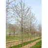 PRUNUS avium