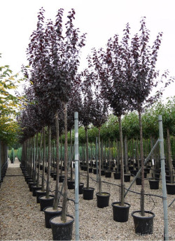 PRUNUS cerasifera ATROPURPUREA En pot de 35-50 litres tige hauteur du tronc 190-210 cm