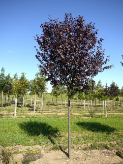 PRUNUS cerasifera ATROPURPUREA