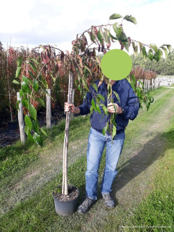 PRUNUS KIKU-SHIDARE-ZAKURA En pot de 10-12 litres tige hauteur du tronc 110-130 cm