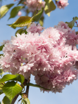 PRUNUS KIKU-SHIDARE-ZAKURA