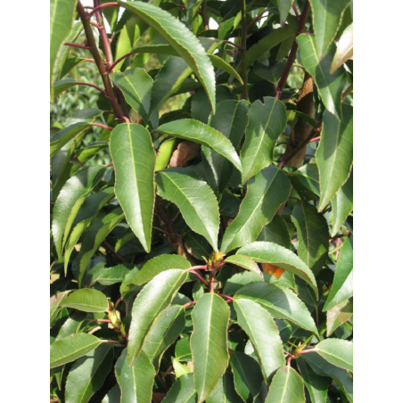 PRUNUS lusitanica ANGUSTIFOLIA 