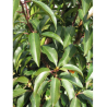 PRUNUS lusitanica ANGUSTIFOLIA 