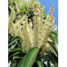 PRUNUS lusitanica ANGUSTIFOLIA 