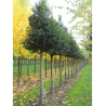 PRUNUS lusitanica ANGUSTIFOLIA 