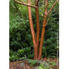 PRUNUS maackii AMBER BEAUTY