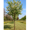 PRUNUS maackii AMBER BEAUTY