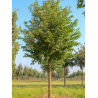PRUNUS maackii AMBER BEAUTY