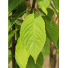 PRUNUS maackii AMBER BEAUTY