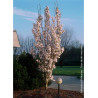 PRUNUS serrulata AMANOGAWA