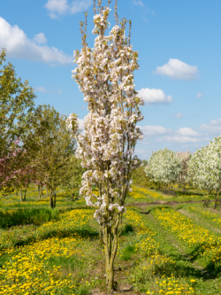 PRUNUS serrulata AMANOGAWA