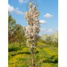 PRUNUS serrulata AMANOGAWA