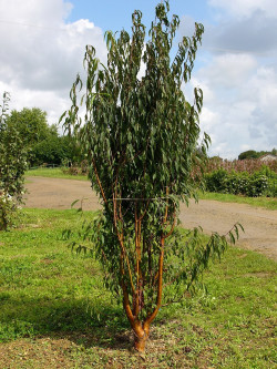 PRUNUS serrula