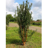 PRUNUS serrula