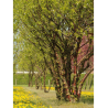 PRUNUS serrula