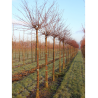 PRUNUS serrula