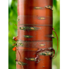 PRUNUS serrula