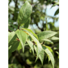 PRUNUS serrula