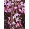 PRUNUS subhirtella PENDULA RUBRA