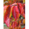PRUNUS yedoensis