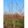 PRUNUS yedoensis