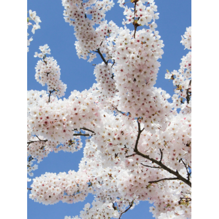 PRUNUS yedoensis PRUNUS yedoensis