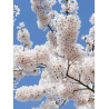 PRUNUS yedoensis