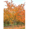 PRUNUS yedoensis