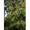 LIGUSTRUM japonicum