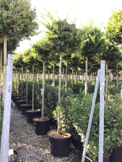 LIGUSTRUM japonicum TEXANUM