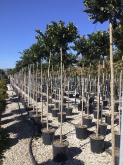 LIGUSTRUM japonicum TEXANUM