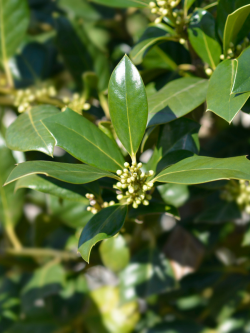 ILEX NELLIE R. STEVENS