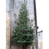 ILEX koehneana CASTANEIFOLIA