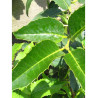 ILEX koehneana CASTANEIFOLIA