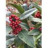 ILEX koehneana CASTANEIFOLIA