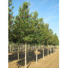ILEX koehneana CASTANEIFOLIA