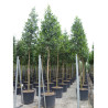 ILEX koehneana CASTANEIFOLIA