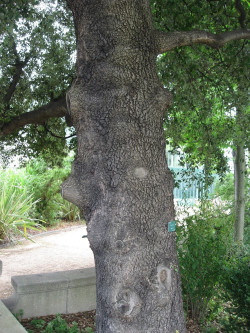 QUERCUS ilex