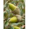 QUERCUS ilex