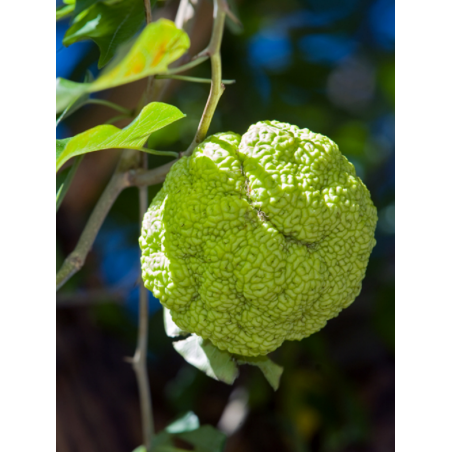 MACLURA pomifera MACLURA pomifera